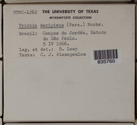 Trichia decipiens image